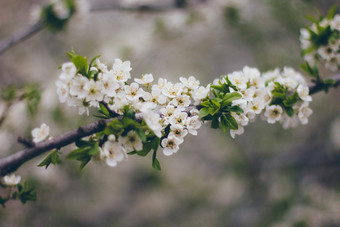 杏<strong>花朵</strong>绿色背景美丽的自然场景分支布鲁姆春天花春天