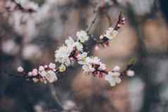 杏花朵绿色背景美丽的自然场景分支布鲁姆春天花春天