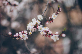 杏<strong>花朵</strong>绿色背景美丽的自然场景分支布鲁姆春天花春天