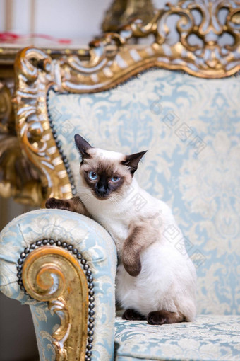 美丽的罕见的品种<strong>猫</strong>湄公河天空短尾<strong>猫</strong>女宠物<strong>猫尾巴</strong>坐在室内欧洲体系结构复古的古董别致的皇家扶手椅世纪凡尔赛宫巴洛克式的家具