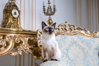 美丽的罕见的品种猫湄公河天空短尾猫女宠物猫尾巴坐在室内欧洲体系结构复古的古董别致的皇家扶手椅世纪凡尔赛宫巴洛克式的家具