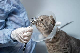 兽医医学主题<strong>宠物</strong>认不出来<strong>医生</strong>检查灰色的苏格兰直猫穿保护领操作表格动物医疗保健诊所