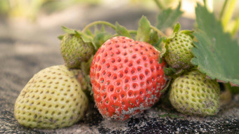 挑选新鲜的成熟的有机<strong>大</strong>红色的<strong>草莓</strong>在户外阳光明媚的天气种植园<strong>草莓</strong>场<strong>水果</strong>农场作物甜蜜的开放<strong>草莓</strong>日益增长的土壤