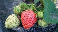 挑选新鲜的成熟的有机大红色的草莓在户外阳光明媚的天气种植园草莓场水果农场作物甜蜜的开放草莓日益增长的土壤