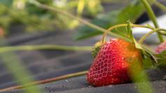 挑选新鲜的成熟的有机大红色的草莓在户外阳光明媚的天气种植园草莓场水果农场作物甜蜜的开放草莓日益增长的土壤