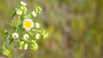 美丽的野花野生草本植物绿色草地温暖的阳光明媚的<strong>夏天</strong>一天草地花野生<strong>夏天</strong>花场<strong>夏天</strong>景观背景美丽的花