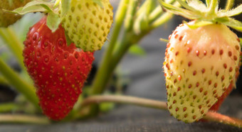 挑选新鲜的成熟的有机大红色的<strong>草莓</strong>在户外阳光明媚的天气种植园<strong>草莓</strong>场水果农场作物甜蜜的开放<strong>草莓</strong>日益增长的土壤