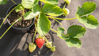 挑选新鲜的成熟的有机<strong>大</strong>红色的<strong>草莓</strong>在户外阳光明媚的天气种植园<strong>草莓</strong>场<strong>水果</strong>农场作物甜蜜的开放<strong>草莓</strong>日益增长的土壤