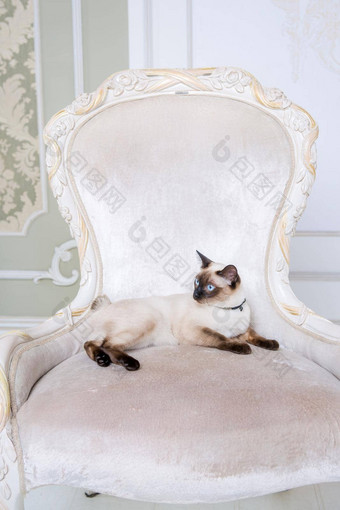 主题财富奢侈品放肆无礼的自恋的猫品种湄公河短尾猫提出了葡萄酒椅子昂贵的室内泰国猫尾巴珠宝装饰脖子