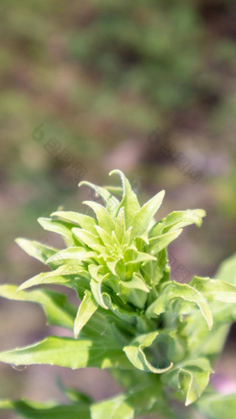 美丽的野花野生草本植物绿色草地温暖的阳光明媚的夏天一天草地花野生夏天花场夏天景观背景美丽的花