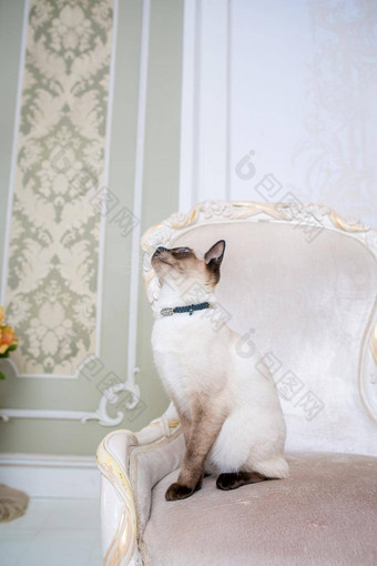 主题财富奢侈品放肆无礼的自恋的猫品种湄公河短尾猫提出了葡萄酒椅子昂贵的室内泰国猫尾巴珠宝装饰脖子