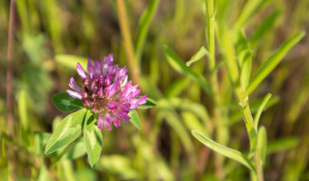 美丽的野花野生草本植物绿色草地温暖的阳光明媚的<strong>夏天</strong>一天草地花野生<strong>夏天</strong>花场<strong>夏天</strong>景观背景美丽的花