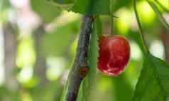 成熟的红色的甜蜜的樱桃浆果挂树分支收获早期夏天树美味的多汁的黑暗红色的鸟樱桃水果挂树分支