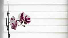 美丽的兰花生长窗台上背景辊百叶窗室内植物窗口公寓花锅窗台上首页装饰概念