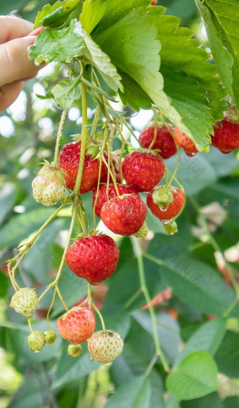 夏天成熟的新鲜的多汁的<strong>草莓叶子</strong>花园复制空间<strong>草莓</strong>场水果农场新鲜的成熟的有机<strong>草莓</strong>浆果种植园