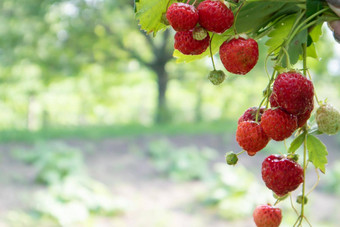 夏天成熟的新鲜的多汁的<strong>草莓</strong>叶子花园复制空间<strong>草莓</strong>场水果农场新鲜的成熟的有机<strong>草莓</strong>浆果种植园