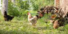 有机自然红色的白色乡村鸡漫游农村鸡饲料传统的下流的关闭母鸡院子里精品家禽概念