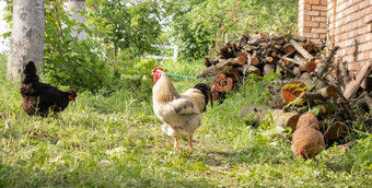 有机自然红色的白色乡村鸡漫游农村鸡饲料传统的下流的关闭母鸡院子里精品家禽概念