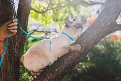 猫攀爬树猫狩猎树可爱的猫肖像保持树分支纯种短毛猫猫尾巴湄公河短尾猫坐着树猫动物亨卡特分支自然条件