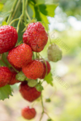 夏天成熟的新鲜的多汁的<strong>草莓叶子</strong>花园复制空间有机<strong>草莓</strong>浆果种植园水果农场