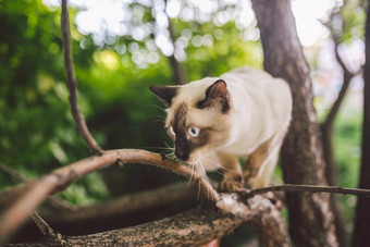 猫攀爬树猫狩猎树可爱的猫肖像保持树分支纯种短毛猫猫尾巴湄公河短尾猫坐着树猫动物亨卡特分支自然条件