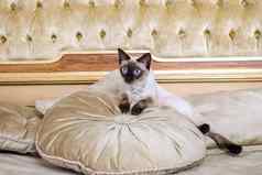 主题奢侈品财富年轻的猫尾巴受过严格训练的mecogon短尾猫谎言休息大床上枕头文艺复兴时期的巴洛克式的室内法国欧洲凡尔赛宫