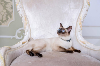 主题装饰珠宝动物美丽的猫女人摆姿势古董椅子巴洛克式的室内梅科贡短尾猫泰国猫尾巴项链脖子