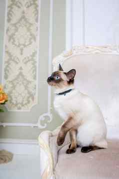 可爱的深浅不一的猫湄公河短尾猫品种摆姿势昂贵的古董椅子室内普罗旺斯猫项链脖子