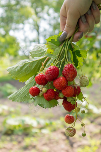 夏天成熟的新鲜的多汁的<strong>草莓</strong>叶子花园复制空间<strong>草莓</strong>场水果农场新鲜的成熟的有机<strong>草莓</strong>浆果种植园