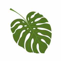 大绿色叶热带monstera植物插图孤立的白色背景