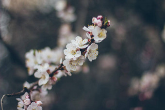 杏花朵绿色背景美丽的自然场景分支布鲁姆春天花春天