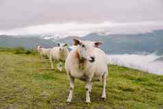 sheeps山农场多云的一天挪威景观羊放牧谷羊山顶挪威生态繁殖羊吃黄杨木同样羊放牧牧场山