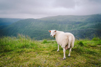 sheeps山农场多云的一天挪威景观羊放牧谷羊山顶挪威生态繁殖羊吃黄杨木同样羊放牧牧场山