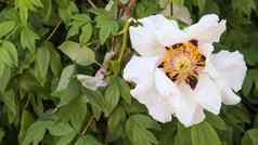 头苍白的粉红色的树牡丹花公园自然背景芍药属suffruticosa网站模板美丽的盛开的牡丹花布什