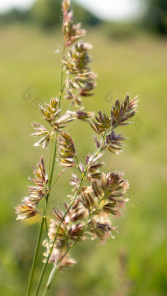 美丽的野花野生草本植物绿色草地温暖的阳光明媚的<strong>夏天</strong>一天草地花野生<strong>夏天</strong>花场<strong>夏天</strong>景观背景美丽的花