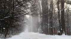 冬天景观白雪覆盖的小道城市公园雪覆盖树冬天森林路