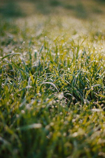 早....露水滴新鲜的绿色草摘要背景闪亮的明亮的早....露水