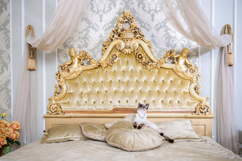 主题奢侈品财富年轻的猫尾巴受过严格训练的mecogon短尾猫谎言休息大床上枕头文艺复兴时期的巴洛克式的室内法国欧洲凡尔赛宫
