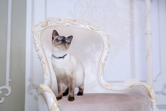 主题装饰珠宝动物美丽的猫女人摆姿势古董椅子巴洛克式的室内梅科贡短尾猫泰国猫尾巴项链脖子