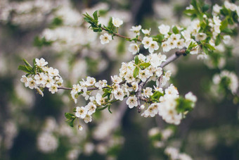 杏花朵绿色背景美丽的自然场景分支布鲁姆春天花春天