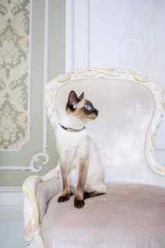 湄公河短尾猫成人猫女美丽的品种猫湄公河天空短尾猫宠物猫尾巴坐着别致的扶手椅复古的巴洛克式的椅子皇家法国室内猫坐着古董椅子