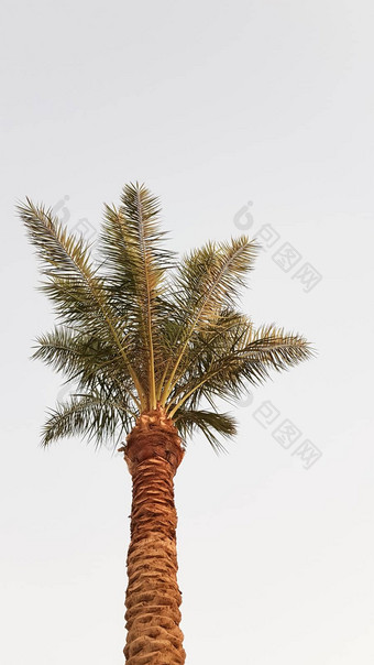 轮廓棕榈树天空日落椰子树热带树埃及夏天树家庭单子叶植物的伍迪植物无支链的树干