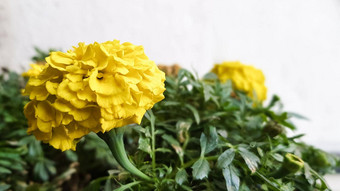 盆栽色彩斑斓的花在户外春天黄色的毛茛属植物花花园能花园阳光明媚的春天一天美丽的户外花背景拍摄软焦点