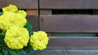 盆栽色彩斑斓的花在户外春天黄色的毛茛属植物花花园能花园阳光明媚的春天一天美丽的户外花背景拍摄软焦点