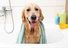 金寻回犬狗浴缸洗