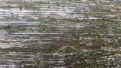 木纹理地底树树皮莫斯摘要背景纹理细节莫斯地底木栅栏