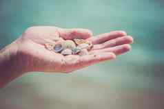 孩子的手持有贝壳孤立的贝壳背景海滩