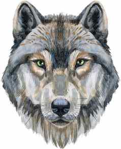 狼头水彩狼绘画插图孤立的白色背景