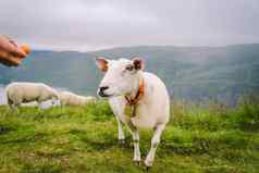 sheeps山农场多云的一天女人提要羊山挪威旅游食物羊田园景观羊农场挪威内容羊挪威
