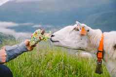 sheeps山农场多云的一天女人提要羊山挪威旅游食物羊田园景观羊农场挪威内容羊挪威